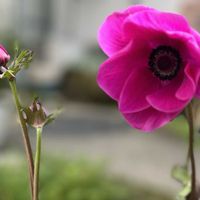 アネモネ,マイガーデン,ありがとう♡,しあわせ♡の画像