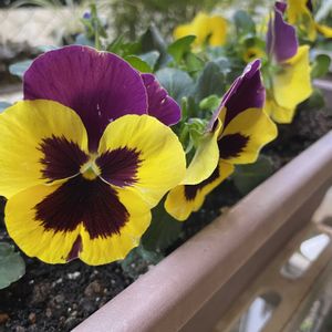 パンジー,プランター,お散歩ちゃんキーホルダー,rinmegお散歩ちゃん♪,一般ジーの会♪の画像