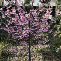 サクランボ,サクランボ,乙女桜,乙女桜の画像