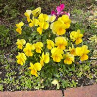 ツバキ,ビオラ,ハクサンボクの実♪,赤い実,ハクサンボクの実の画像