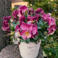 ビオラ,神戸べっぴんさん ナビ,花のある暮らし,２０２０年５月同期,ビオラ・パンジー祭り♪の画像