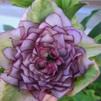 クリスマスローズ,グレイスプリマドレス,地植え,花壇,ミヨシのクリスマスローズの画像