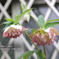 クリスマスローズ,鉢植え,庭の花,花のある暮らし,季節の移ろいの画像