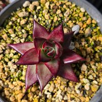 タッチ　エケベリア,エケベリア タッチ,葉挿し,エケベリア属,多肉植物 エケベリアの画像