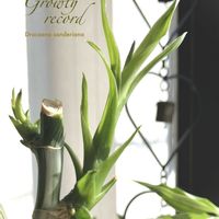 ミリオンバンブー,ドラセナサンデリアーナ,新  芽,観葉植物,常緑低木の画像