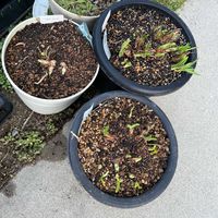 アガパンサス,ガーデニングの画像