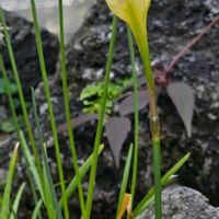 ゼフィランサス,タマスダレ,ゼフィランサス サンアントーネ,季節の花,咲くやこの花館の画像
