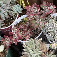 ハムシー,多肉植物,ガーデニングの画像