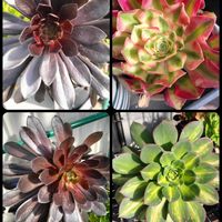 黒法師,多肉植物,多肉棚,癒し,多肉花壇の画像