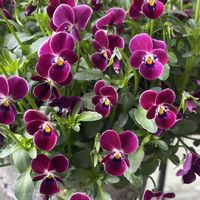 ビオラ,食いしん坊のもぐもぐモモンガ,ビオラ♡,パープル系,おひとり様の画像