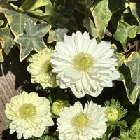 アネモネの画像