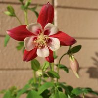 アデニウム,アデニウム,アデニウム,西洋オダマキ,西洋オダマキの画像