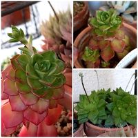 レティジア,ハオルチア,多肉植物,花芽,多肉の花芽の画像