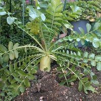 クリスマスローズ,ルピナス,大根,小松菜,チーム愛知の画像