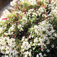 スーパーアリッサム,ティタティタ,花のある暮らし,初開花,お花を楽しむの画像