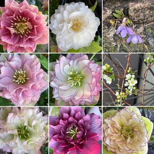 クリスマスローズ,クリスマスローズ,スミレ,ユキヤナギ,クリスマスローズ  ダブルピコティーの画像