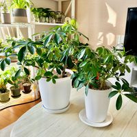 シェフレラ,カポック,観葉植物,水挿し,リビング・ダイニングの画像