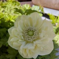 アネモネ,春の訪れ,おうち園芸,記録picの画像