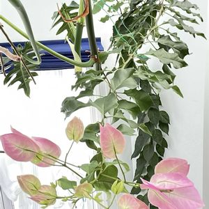 観葉植物,ジャングル化計画,happy♡,幸せにな〜る◡̈❁,ブーゲンビリア♥︎︎∗︎*ﾟの画像