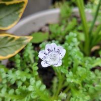 ネモフィラ,開花,白い花,うれしい！,庭パトの画像