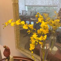 オンシジウムの画像