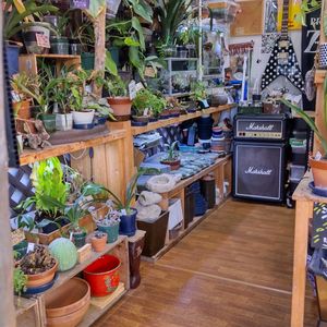 多肉植物,ウラボシ科,ビカクシダ属,食中植物,塊根の画像