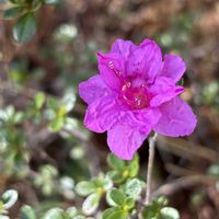シラン,ツツジ,ピンクの花,GSのみなさんに感謝♡,ありがとう♡の画像