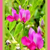 ミモザ,そら豆,ヨモギ,ギンヨウアカシア,カラスノエンドウの画像