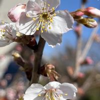 サクランボ,ピンクの花,花のある暮らし,綺麗,綺麗な色の画像