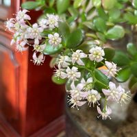 金のなる木,金のなる木,母の形見,山形,大切に大切に♡の画像