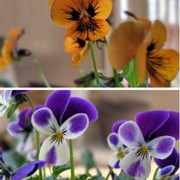 ビオラ,春のお花,ベランダの画像