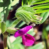 花うらら,カラスノエンドウ,カラスノエンドウ,お花遊び,咲きました！！の画像