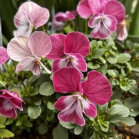 ビオラ,ピンク,花のある暮らし,春みっけ！,グリーンに癒される⭐︎⭐︎⭐︎の画像