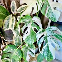 モンステラ,ディスキディア,ディスキディア・エメラルド,モンステラ ホワイトタイガー,観葉植物の画像