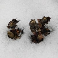 ナゴラン,福寿草,ニンニク,イチゲ,山野草の画像