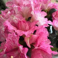 アザレアの画像