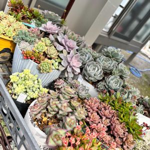 多肉大好き,リメイク鉢,マイガーデン,にわ,多肉女子の画像