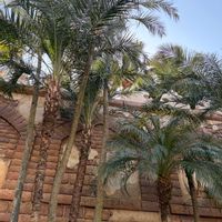 ヤシの木,ヤシ,癒やし, ヤシの木,耐寒ヤシの画像