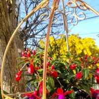 フクシア,ミモザの画像