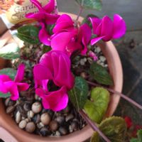 ガーデンシクラメン,白いお花,ピンク色のお花,天草市,夏越しガーデンシクラメンの画像