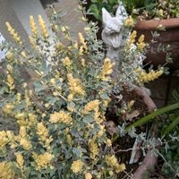 ロータス ブリムストーン,寄せ植え.,アンジェリカギガス,ネモフィラ3つ,カラー冬越し鉢の画像