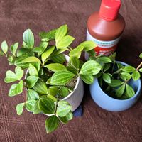 ペペロミア,ペペロミア アングラータ,いただきもの,狭いベランダ,メネデールの画像