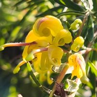 グレビレア,オージープランツ,花のある暮らし,緑のある暮らし,週末ガーデナーの画像