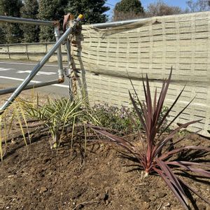 ココスヤシ,コルジリネ レッドスターの画像