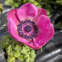 アネモネの画像