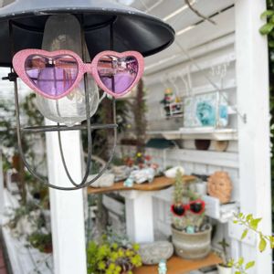 サボテン,多肉棚,おじさんの画像