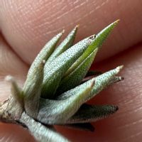 チランジア,エアプランツの画像