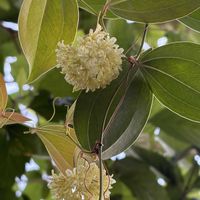 サンキライ,サンキライ,アイビー（ヘデラ）,アイビー (へデラ),平和を願う☆の画像