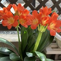 エニシダ,オーニソガラム,キンセンカ,クンシラン,プリムラの画像