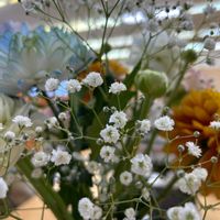 カスミソウの画像